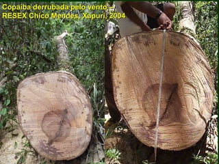 Exploração Florestal e Sustentabilidade - Andrea Alechandre