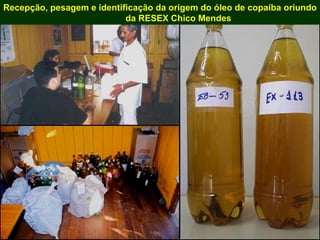 Exploração Florestal e Sustentabilidade - Andrea Alechandre