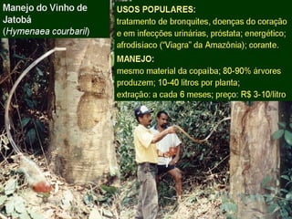 Exploração Florestal e Sustentabilidade - Andrea Alechandre
