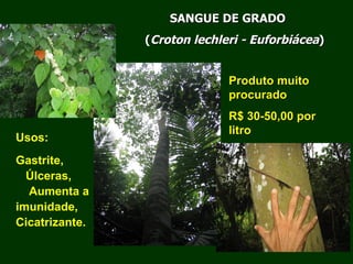Exploração Florestal e Sustentabilidade - Andrea Alechandre