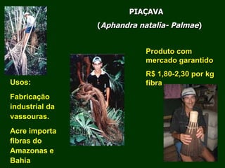 Exploração Florestal e Sustentabilidade - Andrea Alechandre