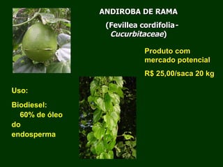 Exploração Florestal e Sustentabilidade - Andrea Alechandre