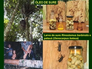 Exploração Florestal e Sustentabilidade - Andrea Alechandre