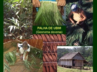 Exploração Florestal e Sustentabilidade - Andrea Alechandre