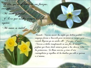 Un día, ya en el límite de sus fuerzas,
susurró:
-Mi amor es inútil…
Y Eco que estaba siempre a su lado
repitió:
-Mi amor es inútil…

                            Cuando Narciso murió, las ninfas que habían pedido
                            venganza fueron a buscarlo para incinerar su cuerpo, pero
                            cuando llegaron ya no estaba allí. Y es que, al morir,
                            Narciso se había transformado en una flor de intenso
                            perfume que brota desde entonces junto a las charcas todas
                            las primaveras. Se llama narciso, y tiene el aire
                            contemplativo y orgulloso de los hombres que sólo se quieren
                            a sí mismos.
 