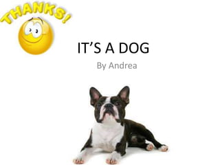 IT’S A DOG
By Andrea
 