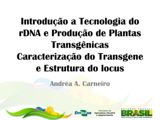 Introdução a Tecnologia do
rDNA e Produção de Plantas
        Transgênicas
Caracterização do Transgene
     e Estrutura do locus
       Andréa A. Carneiro
 