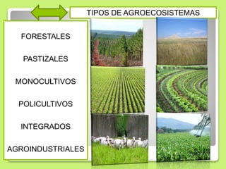 TIPOS DE AGROECOSISTEMAS
FORESTALES
PASTIZALES
MONOCULTIVOS
POLICULTIVOS
INTEGRADOS
AGROINDUSTRIALES
 