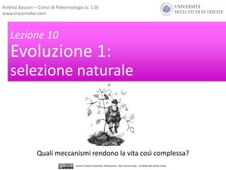 Lezione 10
Evoluzione 1:
selezione naturale
Quali meccanismi rendono la vita così complessa?
Licenza Creative Commons: Attribuzione - Non commerciale - Condividi allo stesso modo
Andrea Baucon – Corso di Paleontologia (v. 1.0)
www.tracemaker.com
 