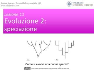 Lezione 11
Evoluzione 2:
speciazione
Come si evolve una nuova specie?
Licenza Creative Commons: Attribuzione - Non commerciale - Condividi allo stesso modo
Andrea Baucon – Corso di Paleontologia (v. 1.0)
www.tracemaker.com
 