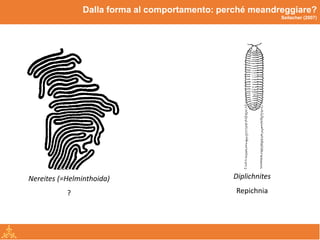 Icnologia | PDF