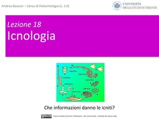 Lezione 18
Icnologia
Che informazioni danno le icniti?
Andrea Baucon – Corso di Paleontologia (v. 1.0)
Licenza Creative Commons: Attribuzione - Non commerciale - Condividi allo stesso modo
 