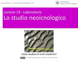 Lezione 19 - Laboratorio
Lo studio neoicnologico
Come studiare le icniti moderne?
Andrea Baucon – Corso di Paleontologia (v. 1.0)
Licenza Creative Commons: Attribuzione - Non commerciale - Condividi allo stesso modo
 