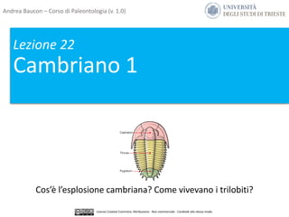 Lezione 22
Cambriano 1
Cos’è l’esplosione cambriana? Come vivevano i trilobiti?
Andrea Baucon – Corso di Paleontologia (v. 1.0)
Licenza Creative Commons: Attribuzione - Non commerciale - Condividi allo stesso modo
 