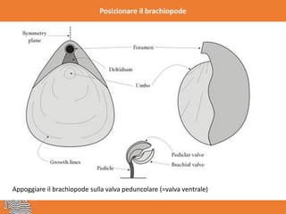 Posizionare il brachiopode
Appoggiare il brachiopode sulla valva peduncolare (=valva ventrale)
 