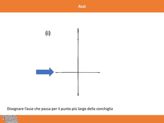 Assi
Disegnare l’asse che passa per il punto più largo della conchiglia
 