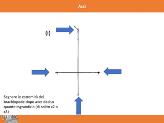 Assi
Segnare le estremità del
brachiopode dopo aver deciso
quanto ingrandirlo (di solito x2 o
x3)
 