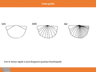 Linee guida
Con le stesse regole si può disegnare qualsiasi brachiopode
 
