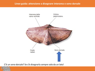 Linee guida: attenzione a disegnare interarea e seno dorsale
C’è un seno dorsale? Se c’è disegnarla sempre solo da un lato!
 