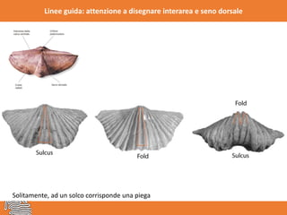 Linee guida: attenzione a disegnare interarea e seno dorsale
Solitamente, ad un solco corrisponde una piega
 