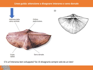 Linee guida: attenzione a disegnare interarea e seno dorsale
C’è un’interarea ben sviluppata? Se c’è disegnarla sempre solo da un lato!
 