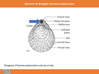 Elementi di dettaglio: foramen peduncolare
Disegnare il foramen peduncolare solo da un lato
 