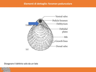 Elementi di dettaglio: foramen peduncolare
Disegnare il deltirio solo da un lato
 