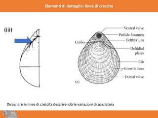 Elementi di dettaglio: linee di crescita
Disegnare le linee di crescita descrivendo le variazioni di spaziatura
 