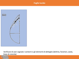 Foglio lucido
Verificare di aver segnato i contorni e gli elementi di dettaglio (deltirio, foramen, coste,
linee di crescita)
 