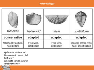 Paleoecologia
Epifaunale o infaunale?
Fissato con il peduncolo?
Trofismo?
Substrato soffice o duro?
Idrodinamismo?
 