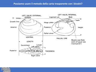 Possiamo usare il metodo della carta trasparente con i bivalvi?
 