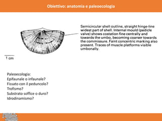 Obiettivo: anatomia e paleoecologia
Paleoecologia:
Epifaunale o infaunale?
Fissato con il peduncolo?
Trofismo?
Substrato soffice o duro?
Idrodinamismo?
 