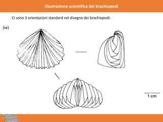 Illustrazione scientifica dei brachiopodi
Ci sono 3 orientazioni standard nel disegno dei brachiopodi:
 