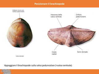 Posizionare il brachiopode
Appoggiare il brachiopode sulla valva peduncolare (=valva ventrale)
 