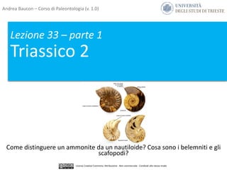 Lezione 33 – parte 1
Triassico 2
Come distinguere un ammonite da un nautiloide? Cosa sono i belemniti e gli
scafopodi?
Andrea Baucon – Corso di Paleontologia (v. 1.0)
Licenza Creative Commons: Attribuzione - Non commerciale - Condividi allo stesso modo
 