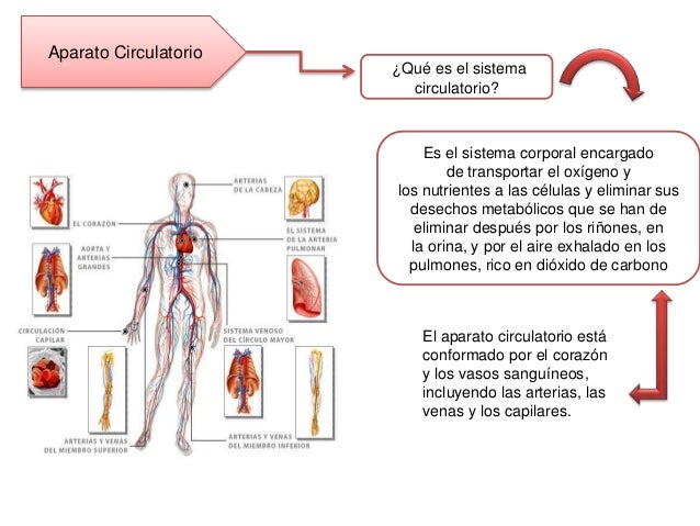Aparato Respiratorio y circulatorio