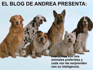 EL BLOG DE ANDREA PRESENTA:
Los perros son mis
animales preferidos y
cada vez me sorprenden
con su inteligencia.
 