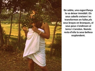 De sobte, una esgarrifança
la va deixar immòbil. Els
seus cabells creixen i es
transformen en fulles,els
seus braços en branques, el
seus peus s’endinsen al
terra i s’arrelen. Només
resta d’ella la seva bellesa
resplendent.
 