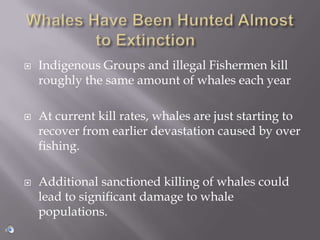 Whales Have Been Hunted Almost to Extinction	 Indigenous Groups and illegal Fishermen kill roughly the same amount of whales each year At current kill rates, whales are just starting to recover from earlier devastation caused by over fishing. Additional sanctioned killing of whales could lead to significant damage to whale populations. 