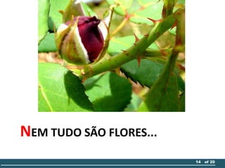 NEM TUDO SÃO FLORES...
14 of 20
 