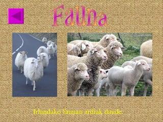 Fauna Irlandako faunan ardiak daude. 