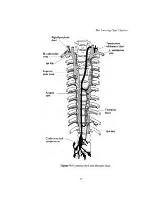 The Amazing Liver Cleanse
37
Figure 9: Cysterna chyli and thoracic duct
 