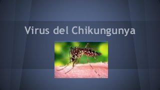 Virus del Chikungunya 
 