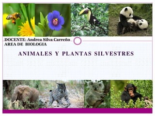 ANIMALES Y PLANTAS SILVESTRES
DOCENTE: Andrea Silva Carreño
AREA DE BIOLOGIA
 