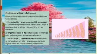 Crecimiento y Desarrollo Prenatal
El crecimiento y desarrollo prenatal se dividen en
varias etapas:
1. Fecundación y embrionación (0-8 semanas):
La unión del espermatozoide y el óvulo da lugar a
un cigoto que se divide y se convierte en un
embrión.
2. Organogénesis (8-12 semanas): Se forman los
principales órganos y sistemas del cuerpo.
3. Fetalización (12 semanas-parto): El embrión
se convierte en un feto y se producen cambios
significativos en su crecimiento y desarrollo.
 