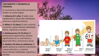 CRECIMIENTO Y DESARROLLO
POSNATAL
El crecimiento y desarrollo posnatal se
dividen en varias etapas:
1. Infancia (0-1 año): El bebé crece
rápidamente y desarrolla habilidades
motoras y cognitivas básicas.
2. Niñez (1-12 años): El niño continúa
creciendo y desarrollando habilidades
físicas, cognitivas y sociales.
3. Adolescencia (12-18 años): El
adolescente experimenta cambios
significativos en su crecimiento y
desarrollo físico, emocional y social.
4. Adultez (18 años en adelante): El
adulto alcanza su máximo crecimiento
y desarrollo físico, y continúa
desarrollando habilidades cognitivas y
sociales.
 