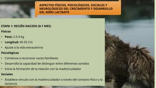 ETAPA 1: RECIÉN NACIDO (0-1 MES)
Físicos
• Peso: 2.5-4 kg
• Longitud: 45-55 Cm
• Ajuste a la vida extrauterina
Psicológicos
• Comienza a reconocer voces familiares
• Desarrolla la capacidad de distinguir entre diferentes sonidos
• Inicia la formación de la relación con la madre/cuidador
Sociales
• Establece vínculo con la madre/cuidador a través del contacto físico y la
lactancia
ASPECTOS FÍSICOS, PSICOLÓGICOS, SOCIALES Y
NEUROLÓGICOS DEL CRECIMIENTO Y DESARROLLO
DEL NIÑO LACTANTE
 