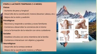 ETAPA 2: LACTANTE TEMPRANO (1-3 MESES)
Físicos
- Aumento de peso y longitud
- Desarrollo de la coordinación motora (levantar cabeza, etc.)
- Mejora de la visión y audición
Psicológicos
- Reconoce y responde a sonidos y voces familiares
- Comienza a desarrollar la conciencia de sí mismo
- Inicia la formación de la relación con otros cuidadores
Sociales
- Establece vínculos con otros miembros de la familia
- Comienza a interactuar con objetos y juguetes
Neurológicos
- Desarrollo de la corteza cerebral
- Mejora de la coordinación motora y reflejos
 