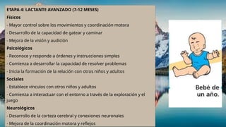 ETAPA 4: LACTANTE AVANZADO (7-12 MESES)
Físicos
- Mayor control sobre los movimientos y coordinación motora
- Desarrollo de la capacidad de gatear y caminar
- Mejora de la visión y audición
Psicológicos
- Reconoce y responde a órdenes y instrucciones simples
- Comienza a desarrollar la capacidad de resolver problemas
- Inicia la formación de la relación con otros niños y adultos
Sociales
- Establece vínculos con otros niños y adultos
- Comienza a interactuar con el entorno a través de la exploración y el
juego
Neurológicos
- Desarrollo de la corteza cerebral y conexiones neuronales
- Mejora de la coordinación motora y reflejos
 