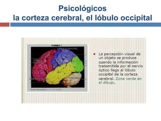 Psicológicos
la corteza cerebral, el lóbulo occipital
 